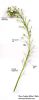 Lobularia maritima (Sweet alyssum) - CLICK TO ENLARGE PHOTO