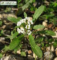 Lobularia maritima (Sweet alyssum) - CLICK TO ENLARGE PHOTO