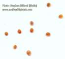 Lobularia maritima (Sweet alyssum) - CLICK TO ENLARGE PHOTO