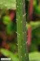 Raphanus raphanistrum subsp. raphanistrum (Wild radish) - CLICK TO ENLARGE PHOTO