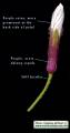 Raphanus raphanistrum subsp. raphanistrum (Wild radish) - CLICK TO ENLARGE PHOTO