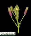 Raphanus raphanistrum subsp. raphanistrum (Wild radish) - CLICK TO ENLARGE PHOTO