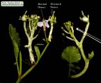 Raphanus raphanistrum subsp. raphanistrum (Wild radish) - CLICK TO ENLARGE PHOTO