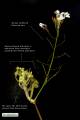Raphanus raphanistrum subsp. raphanistrum (Wild radish) - CLICK TO ENLARGE PHOTO
