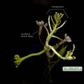 Raphanus raphanistrum subsp. raphanistrum (Wild radish) - CLICK TO ENLARGE PHOTO
