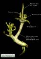 Raphanus raphanistrum subsp. raphanistrum (Wild radish) - CLICK TO ENLARGE PHOTO