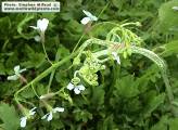 Raphanus raphanistrum subsp. raphanistrum (Wild radish) - CLICK TO ENLARGE PHOTO
