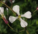 Raphanus raphanistrum subsp. raphanistrum (Wild radish) - CLICK TO ENLARGE PHOTO
