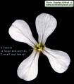 Raphanus raphanistrum subsp. raphanistrum (Wild radish) - CLICK TO ENLARGE PHOTO