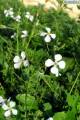 Raphanus raphanistrum subsp. raphanistrum (Wild radish) - CLICK TO ENLARGE PHOTO