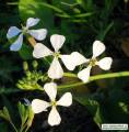 Raphanus raphanistrum subsp. raphanistrum (Wild radish) - CLICK TO ENLARGE PHOTO