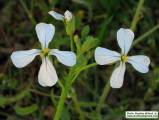 Raphanus raphanistrum subsp. raphanistrum (Wild radish) - CLICK TO ENLARGE PHOTO