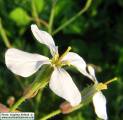 Raphanus raphanistrum subsp. raphanistrum (Wild radish) - CLICK TO ENLARGE PHOTO