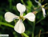 Raphanus raphanistrum subsp. raphanistrum (Wild radish) - CLICK TO ENLARGE PHOTO