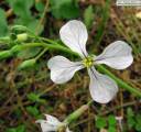 Raphanus raphanistrum subsp. raphanistrum (Wild radish) - CLICK TO ENLARGE PHOTO