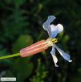 Raphanus raphanistrum subsp. raphanistrum (Wild radish) - CLICK TO ENLARGE PHOTO