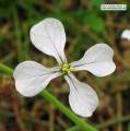 Raphanus raphanistrum subsp. raphanistrum (Wild radish) - CLICK TO ENLARGE PHOTO