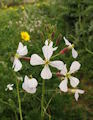 Raphanus raphanistrum subsp. raphanistrum (Wild radish) - CLICK TO ENLARGE PHOTO