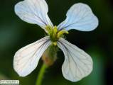 Raphanus raphanistrum subsp. raphanistrum (Wild radish) - CLICK TO ENLARGE PHOTO