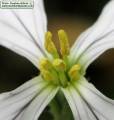 Raphanus raphanistrum subsp. raphanistrum (Wild radish) - CLICK TO ENLARGE PHOTO