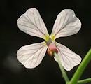 Raphanus raphanistrum subsp. raphanistrum (Wild radish) - CLICK TO ENLARGE PHOTO