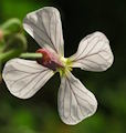Raphanus raphanistrum subsp. raphanistrum (Wild radish) - CLICK TO ENLARGE PHOTO
