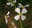 Raphanus raphanistrum subsp. raphanistrum (Wild radish) - CLICK TO ENLARGE PHOTO