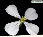 Raphanus raphanistrum subsp. raphanistrum (Wild radish) - CLICK TO ENLARGE PHOTO