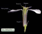 Raphanus raphanistrum subsp. raphanistrum (Wild radish) - CLICK TO ENLARGE PHOTO