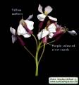 Raphanus raphanistrum subsp. raphanistrum (Wild radish) - CLICK TO ENLARGE PHOTO