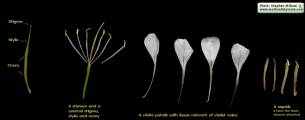 Raphanus raphanistrum subsp. raphanistrum (Wild radish) - CLICK TO ENLARGE PHOTO