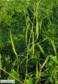 Raphanus raphanistrum subsp. raphanistrum (Wild radish) - CLICK TO ENLARGE PHOTO
