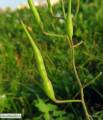 Raphanus raphanistrum subsp. raphanistrum (Wild radish) - CLICK TO ENLARGE PHOTO