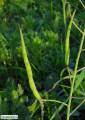 Raphanus raphanistrum subsp. raphanistrum (Wild radish) - CLICK TO ENLARGE PHOTO