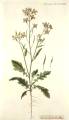 Raphanus raphanistrum subsp. raphanistrum (Wild radish) - CLICK TO ENLARGE PHOTO