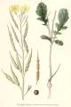 Raphanus raphanistrum subsp. raphanistrum (Wild radish) - CLICK TO ENLARGE PHOTO