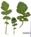 Raphanus raphanistrum subsp. raphanistrum (Wild radish) - CLICK TO ENLARGE PHOTO