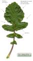 Raphanus raphanistrum subsp. raphanistrum (Wild radish) - CLICK TO ENLARGE PHOTO