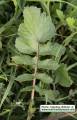 Raphanus raphanistrum subsp. raphanistrum (Wild radish) - CLICK TO ENLARGE PHOTO