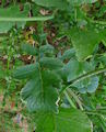 Raphanus raphanistrum subsp. raphanistrum (Wild radish) - CLICK TO ENLARGE PHOTO