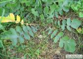 Raphanus raphanistrum subsp. raphanistrum (Wild radish) - CLICK TO ENLARGE PHOTO