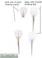 Raphanus raphanistrum subsp. raphanistrum (Wild radish) - CLICK TO ENLARGE PHOTO