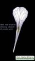 Raphanus raphanistrum subsp. raphanistrum (Wild radish) - CLICK TO ENLARGE PHOTO