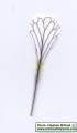 Raphanus raphanistrum subsp. raphanistrum (Wild radish) - CLICK TO ENLARGE PHOTO