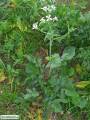 Raphanus raphanistrum subsp. raphanistrum (Wild radish) - CLICK TO ENLARGE PHOTO