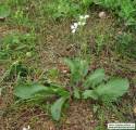 Raphanus raphanistrum subsp. raphanistrum (Wild radish) - CLICK TO ENLARGE PHOTO