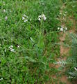 Raphanus raphanistrum subsp. raphanistrum (Wild radish) - CLICK TO ENLARGE PHOTO