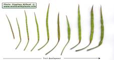 Raphanus raphanistrum subsp. raphanistrum (Wild radish) - CLICK TO ENLARGE PHOTO
