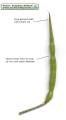 Raphanus raphanistrum subsp. raphanistrum (Wild radish) - CLICK TO ENLARGE PHOTO