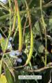 Raphanus raphanistrum subsp. raphanistrum (Wild radish) - CLICK TO ENLARGE PHOTO